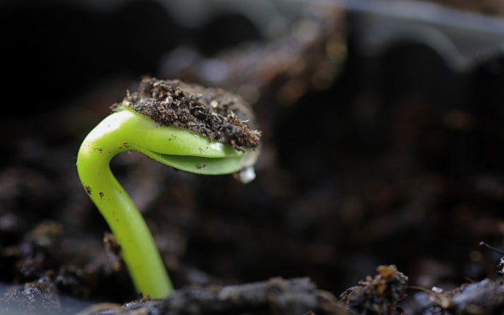 THE SEEDS YOU'LL NEVER SEE GROW IN YOUR PRETEEN MINISTRY